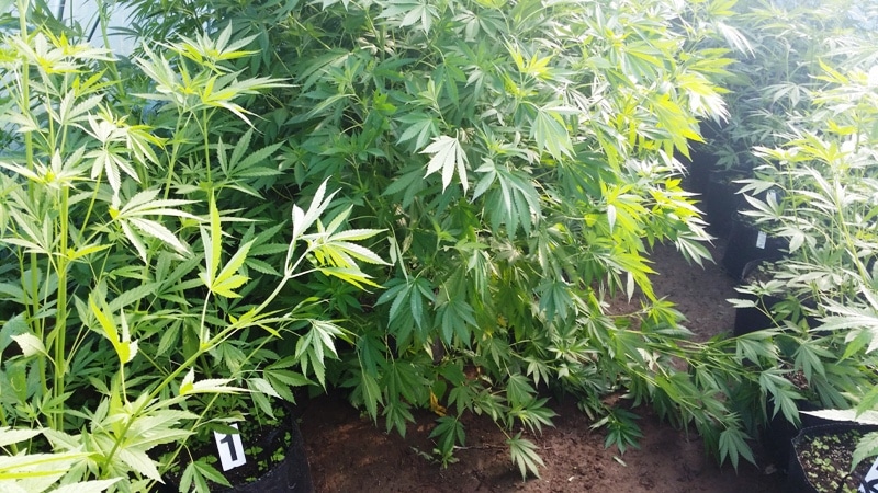 Plantacja konopi gm. Markusy (2)