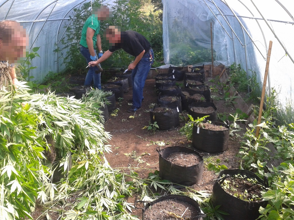 Policja likwiduje plantację konopi, z której można by było uzyskać około 19 kg marihuany narkotyki Elbląg, Galerie, Olsztyn, Wideo