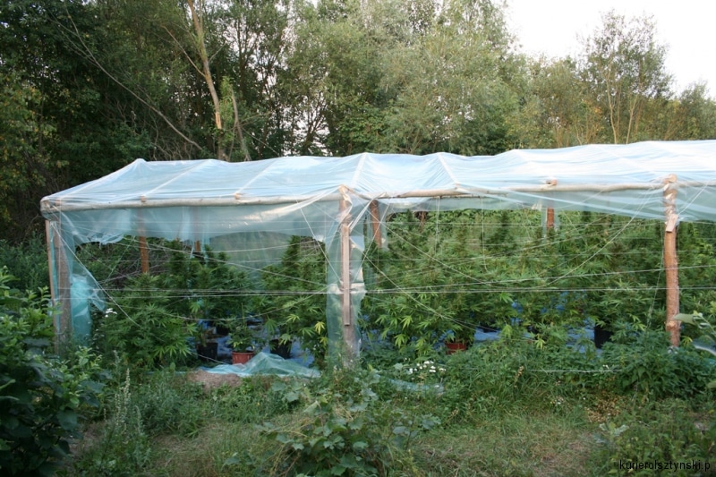 plantacja gm. Barczewo (13)