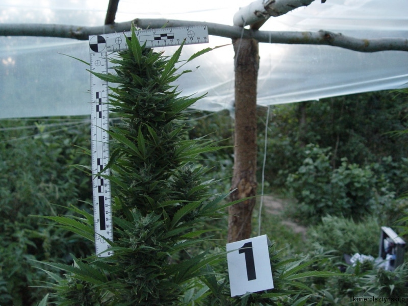 plantacja gm. Barczewo (3)