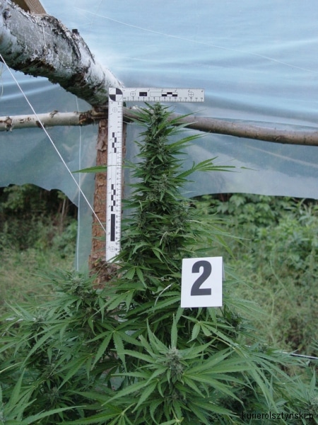 plantacja gm. Barczewo (4)