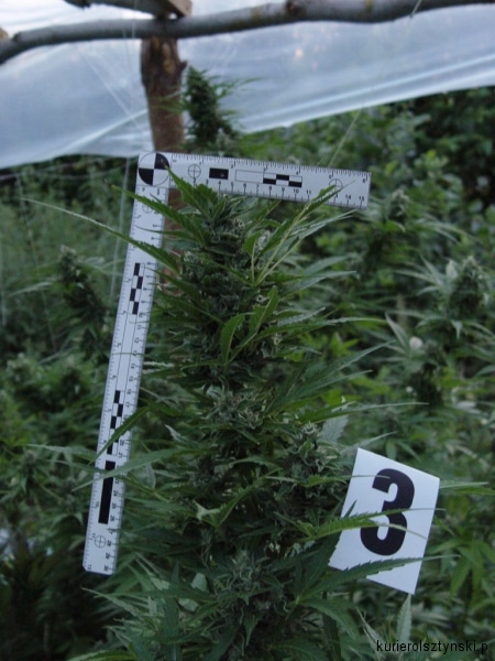 plantacja gm. Barczewo (5)