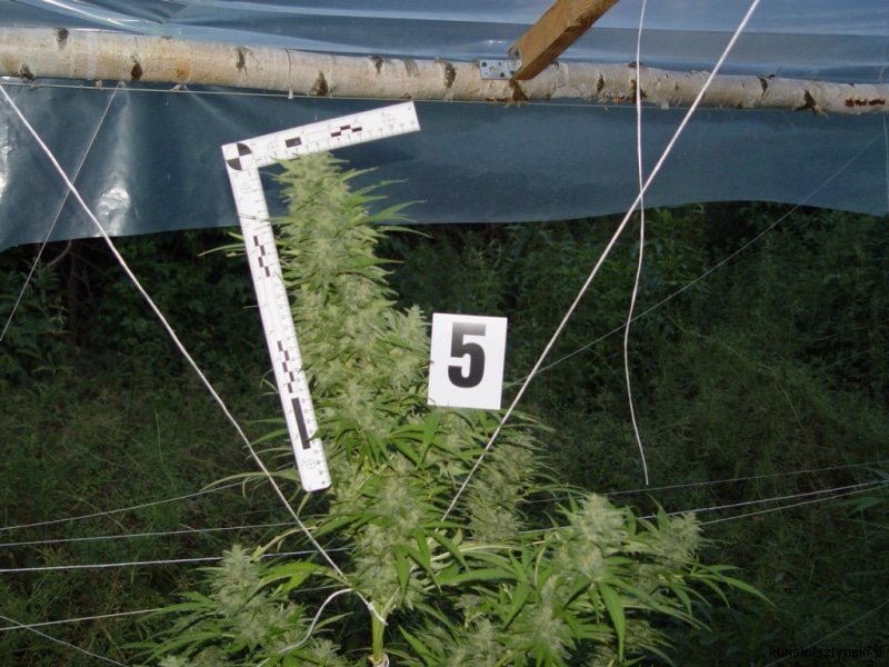 plantacja gm. Barczewo (7)
