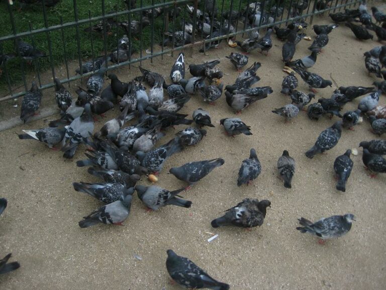 Najczęściej popełniane błędy w odstraszaniu gołębi