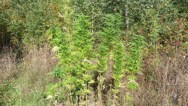 Plantacja 1