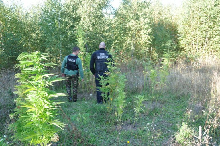 Uprawiał nielegalnie konopie, a w moździerzowym pocisku trzymał…
