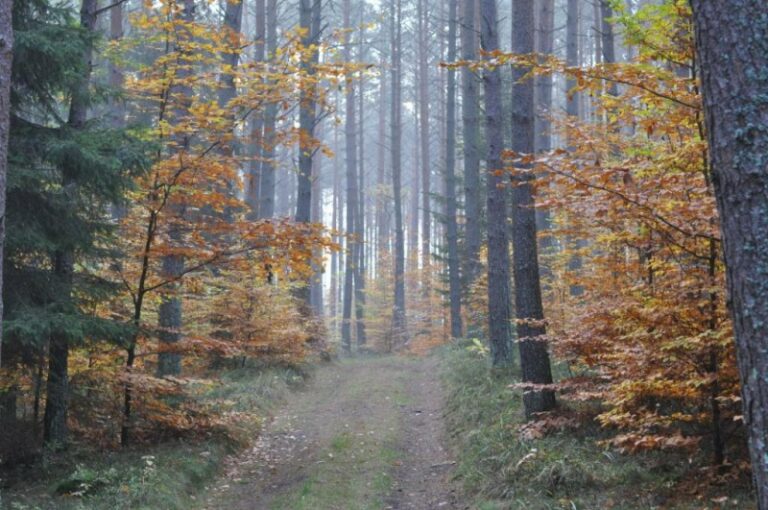 Jak nie zgubić się w lesie