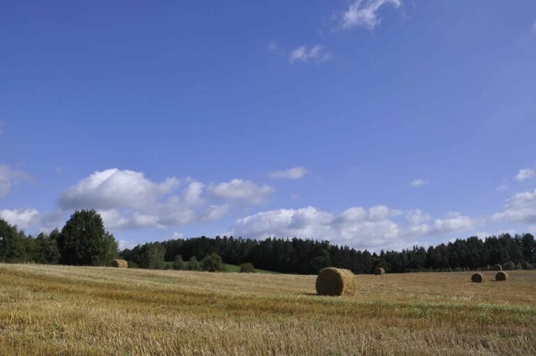 Powiatowo-gminne dożynki w Świątkach