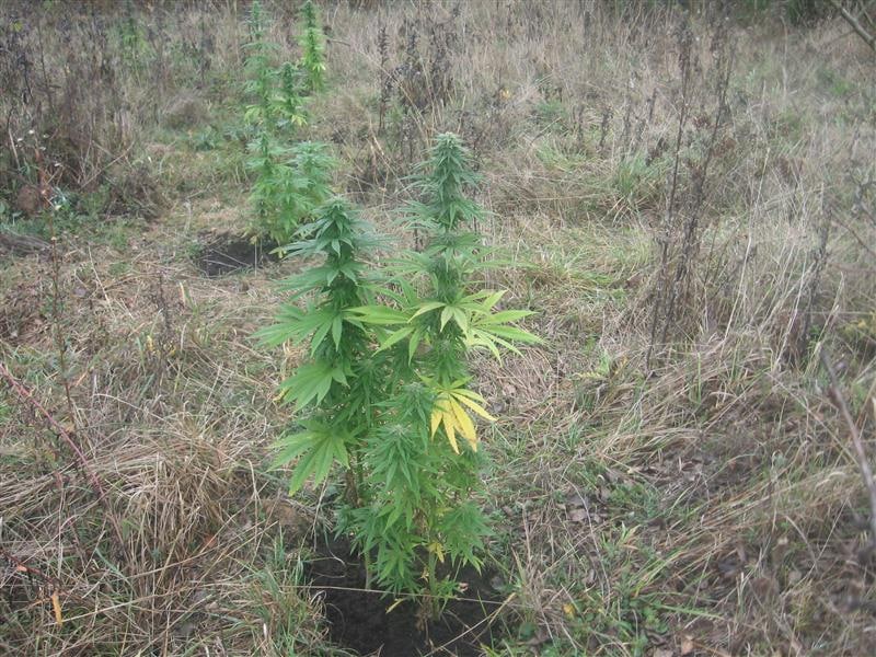 Marihuana 5