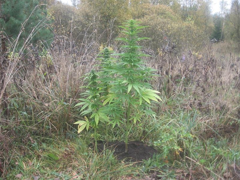 Marihuana 6