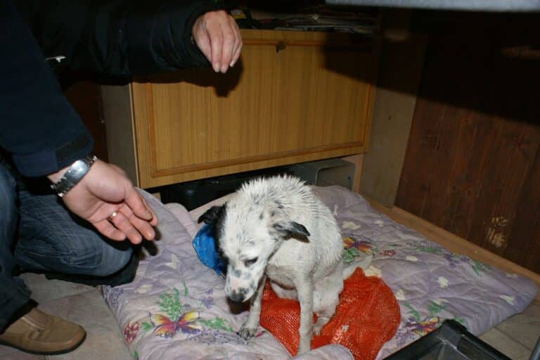 W worku wrzuconym do rzeki był półroczny szczeniak. Policjanci go uratowali