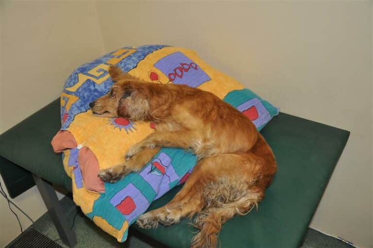 Po interwencji policjant&oacute;w &bdquo;Sara&rdquo; trafiła do schroniska