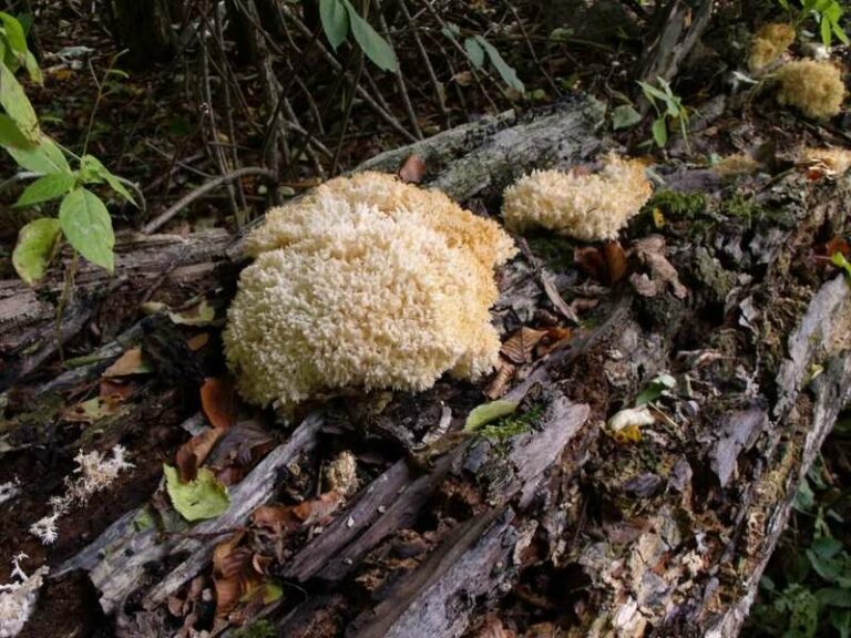 Niecodzienne zjawisko przyrodnicze na terenie Nadleśnictwa Olsztynek
