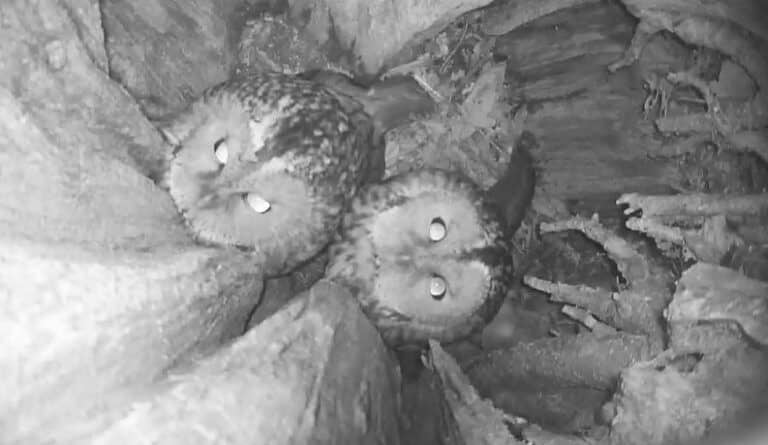 Zajrzyj do dziupli. Dwie kamery śledzą życie puszczyk&oacute;w