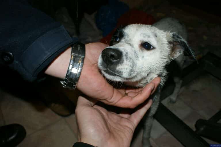 Mężczyzna poszukiwany za znęcanie się nad zwierzęciem w końcu zatrzymany