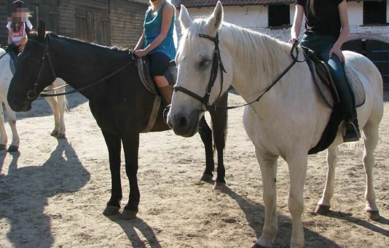 Skradziono konie Janusza Kojrysa. Pom&oacute;ż odnaleźć Śnieżkę i Ikara