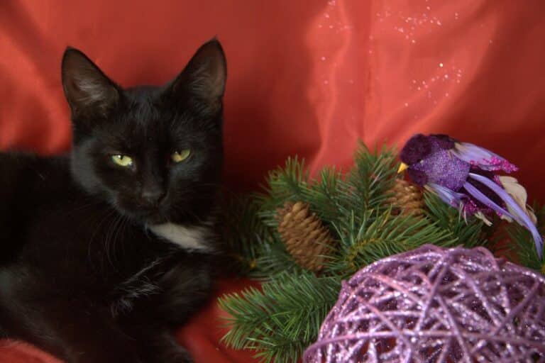 Pom&oacute;ż bezpańskim kociakom z Olsztyna &ndash; przygotuj świąteczną paczkę