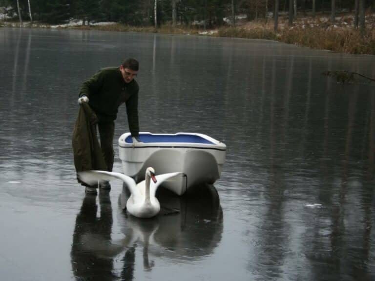 Leśnicy z Wichrowa uratowali łabędzia