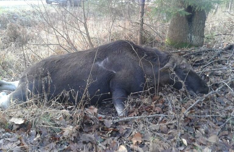 Łoś zginął pod kołami opla. Kierowca bez większych obrażeń