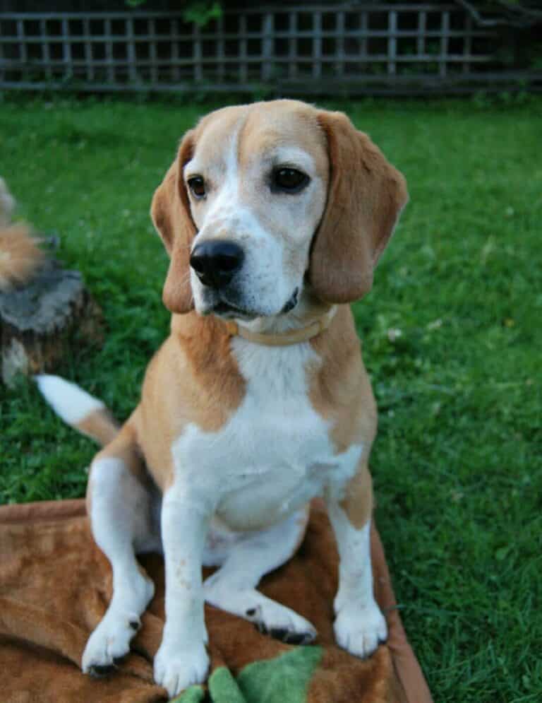 Pies wyszedł na spacer i wrócił z portfelem