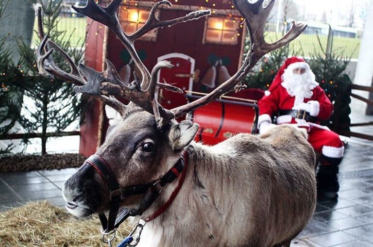 Żywe renifery w Galerii Warmińskiej. Czy to już przesada?