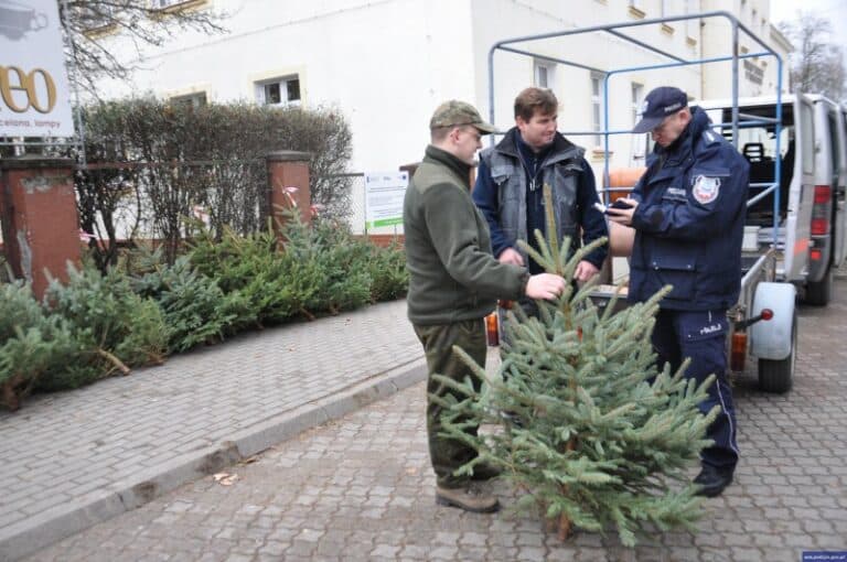 Kupuj legalne drzewka – trwa akcja "Choinka"
