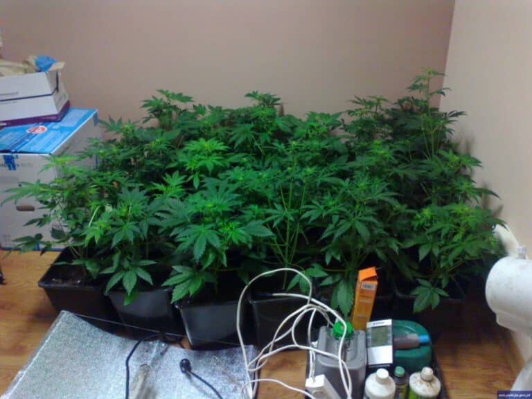 Uprawiał konopie na strychu. Grozi mu 8 lat