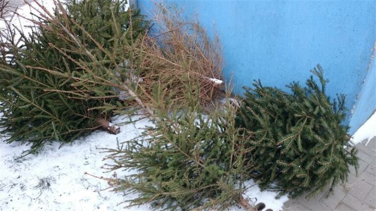 Co zrobić z choinką po świętach?