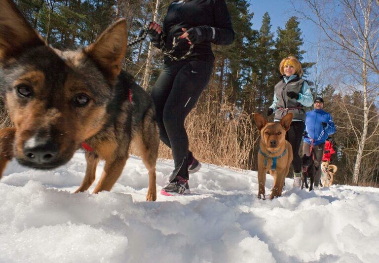 Urodzinowy bieg z olsztyńskimi psiakami