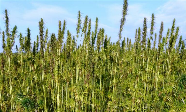 Na Warmii i Mazurach będzie można uprawiać konopie? Ruszyły konsultacje