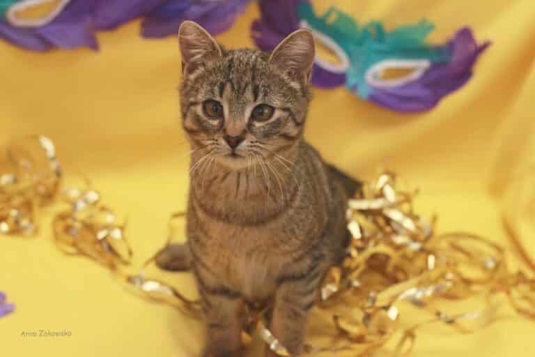 Olsztyńskie kociaki szukają domu