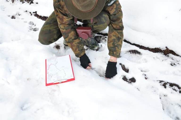 Leśnicy policzyli drapieżniki na Warmii i Mazurach
