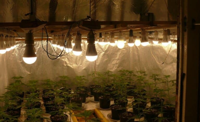 Narkotykowy plantator wpadł, bo podkradał prąd?