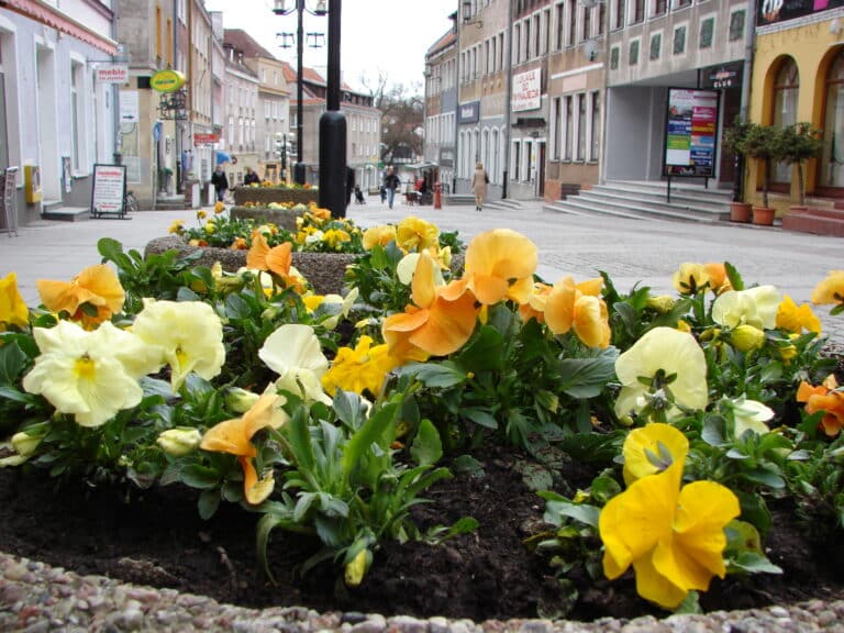 Olsztyn przyozdobi ponad 15 tys. bratk&oacute;w