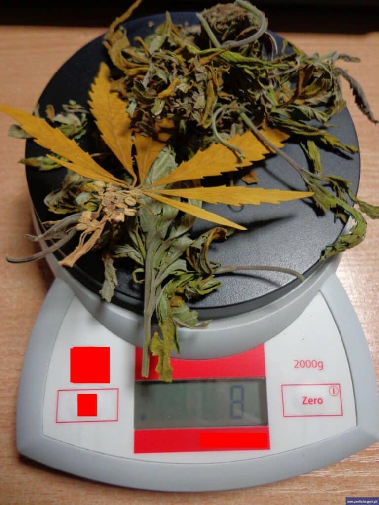 Uprawiał marihuanę w… domowej szafie