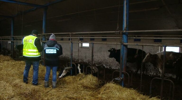 Gospodarz zagłodził własne zwierzęta?