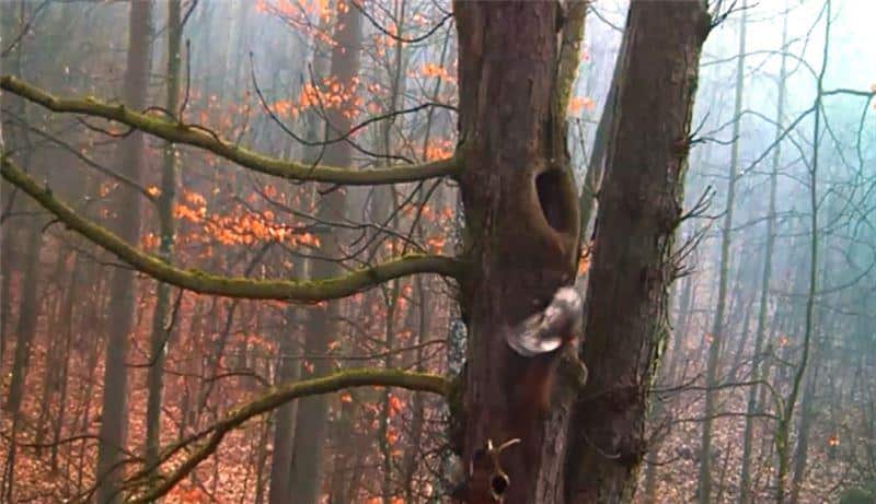 Koniec podglądania online puszczyków z Dorocina. Zagryzła je kuna Olsztyn, Wiadomości