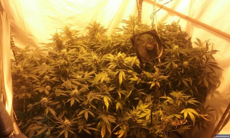 W domowym namiocie uprawiał konopie indyjskie