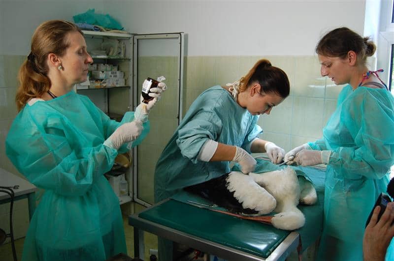 szpital dla ptakow