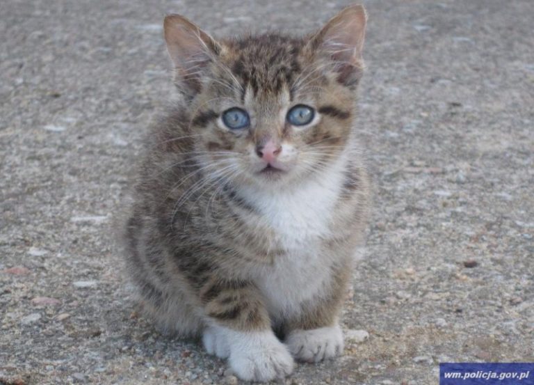 Mundurowi uratowali kociątko