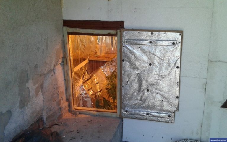 Plantatorzy konopi w rękach policji