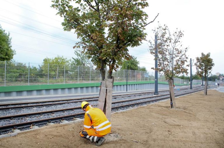 W Olsztynie posadzą 450 drzew