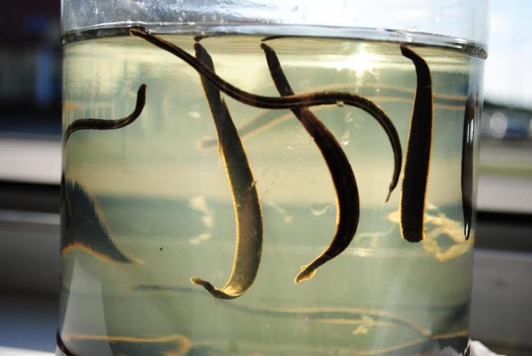 Był już alkohol, papierosy &ndash; przyszedł czas na pijawki