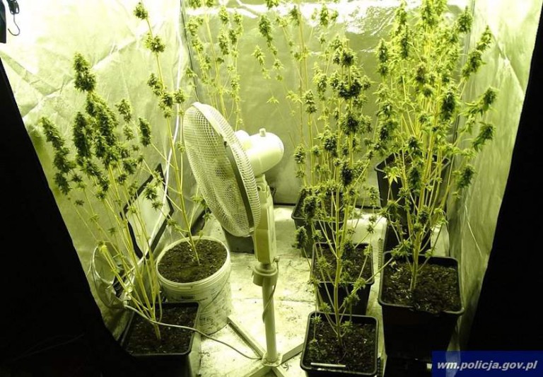 Domowy &bdquo;ogr&oacute;dek&rdquo; zlikwidowany na Zatorzu