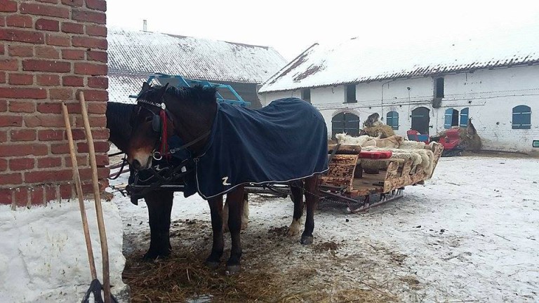 Kolejna kontrola w popularnej stadninie z Olsztyna