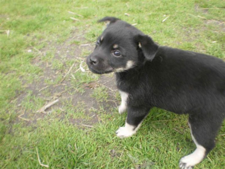 Wyrzucił szczeniaka przez okno, bo ten… za głośno piszczał