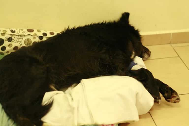 Pies powieszony na drzewie. Poszukiwany sprawca!