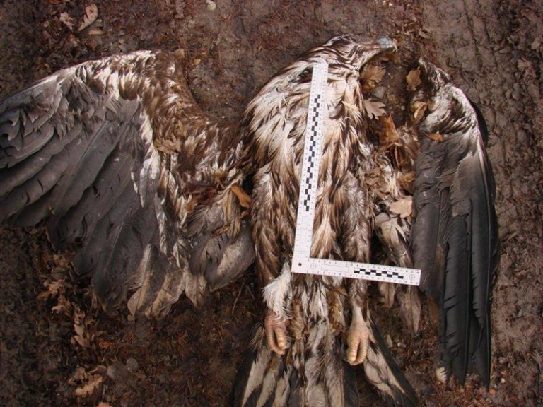 Kto truje chronione bieliki?