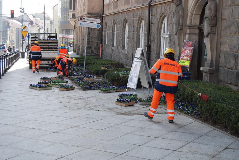 W Olsztynie sadzą 17 tys. bratk&oacute;w