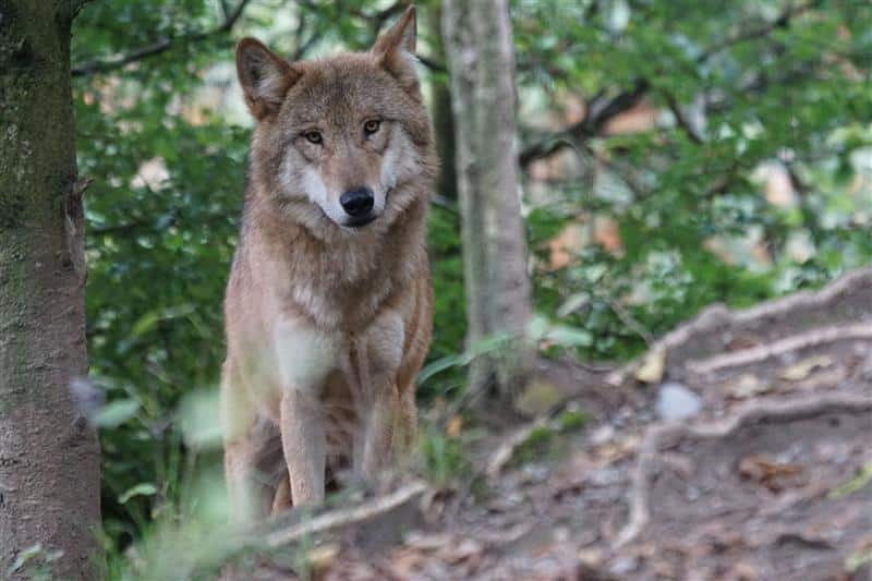 W Olsztynie zawyją dla wilków. WWF zaprasza mieszkańców